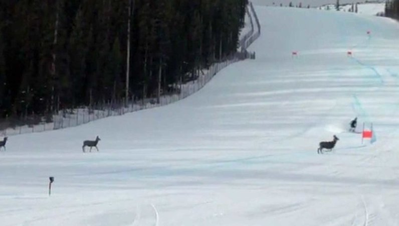 Premier entraînement annulé à Lake Louise où les rennes font le spectacle!